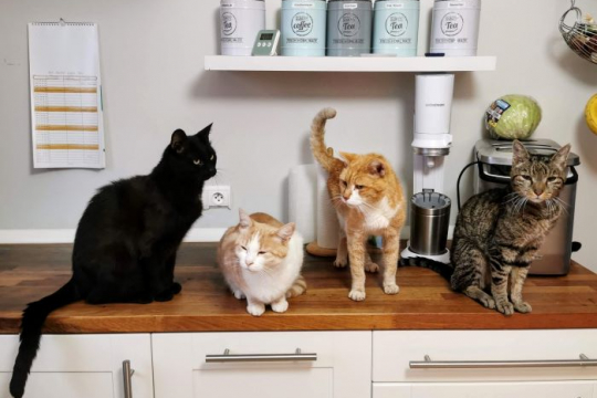5 Dicas para Ensinar os Gatos a Não Subir em Bancadas