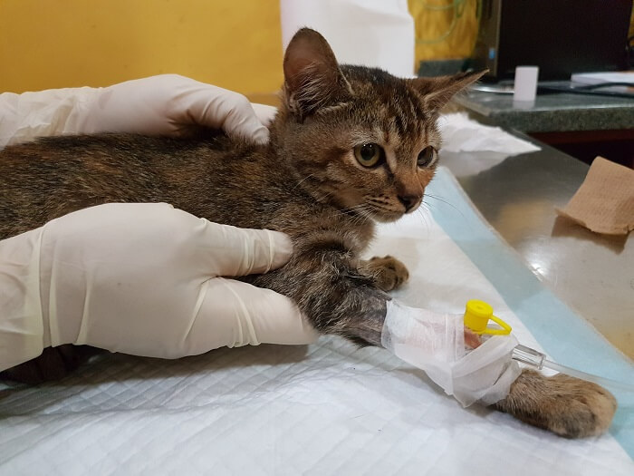 Tratamento do câncer de pulmão em gatos