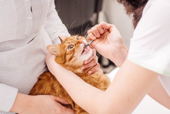 Imagem apresentando uma forma de medicamento Clavamox para gatos.