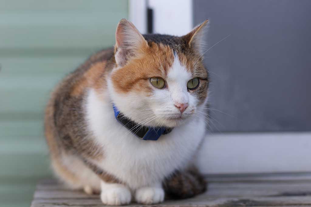 Como Encontrar um Gato Perdido