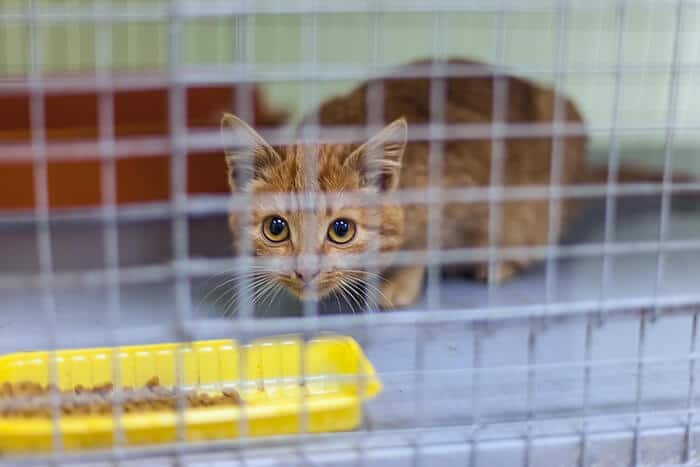 Armadilha humana para encontrar um gato perdido