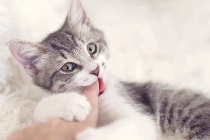 Uma imagem que captura um gatinho curioso mordendo um dedo de maneira divertida, mostrando sua exploração e interação com o ambiente.