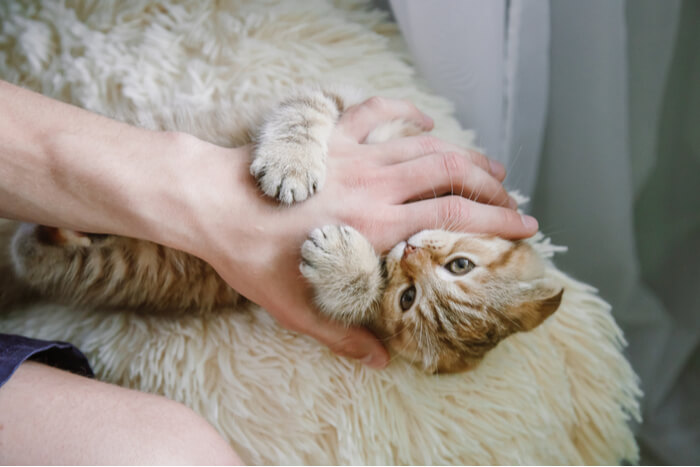 Gatinho brincando com entusiasmo com a mão, mostrando sua natureza enérgica e lúdica através de comportamento interativo.