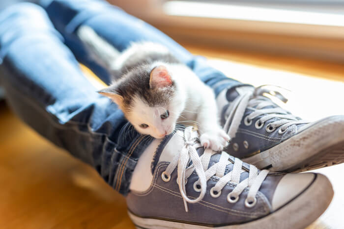 Razões pelas quais os gatos mordem as pessoas