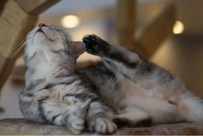 Alérgenos mais comuns em gatos