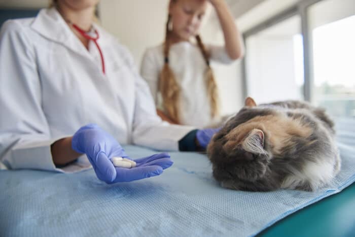 Imagem representando um veterinário discutindo a prescrição de Clavamox para um gato.