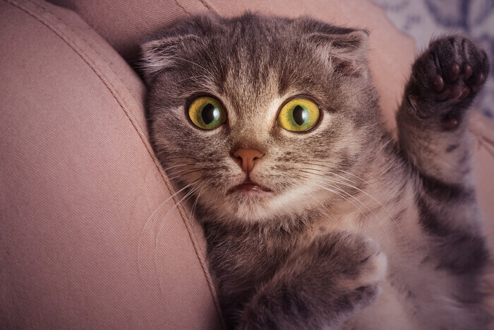 Uma imagem cativante apresentando um gatinho Scottish Fold em uma pose divertida.