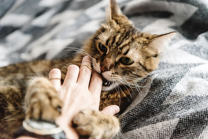 Gato curioso mordiscando suavemente o dedo de uma pessoa, ilustrando o comportamento comum dos gatos explorando seu ambiente por meio de mordidas suaves.