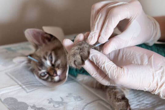 veterinário realizando acupuntura em gatos