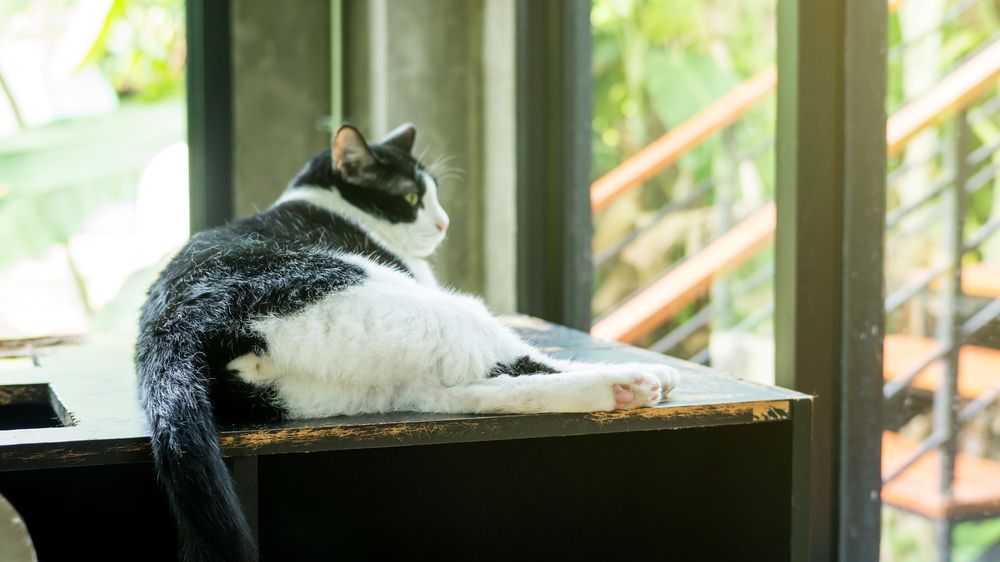 Um gato preto e branco, apresentando o clássico padrão de cores deste felino.