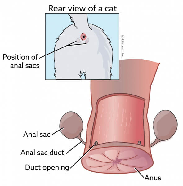 Uma imagem relacionada aos sacos anais de gatos, ilustrando uma parte da anatomia de um felino frequentemente associada a marcas de cheiro e possíveis problemas de saúde.