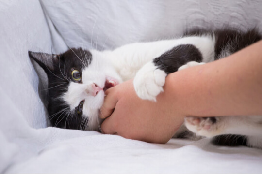 Uma imagem que captura um momento lúdico de um gato mordendo um objeto, mostrando sua curiosidade natural e comportamento interativo.