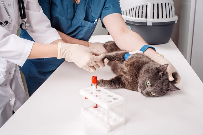 Gato no veterinário