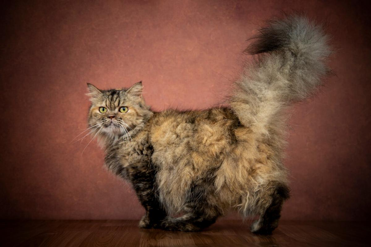 Vista traseira de um gato com o rabo para cima, exibindo seus padrões distintos de pelo e forma felina.