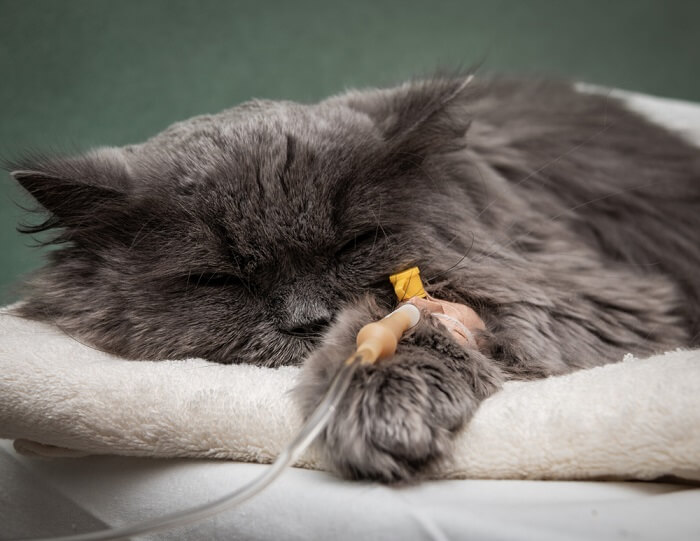 Recurso Câncer de Pulmão em Gatos