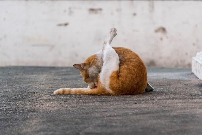 Gato lambendo a área das glândulas anais