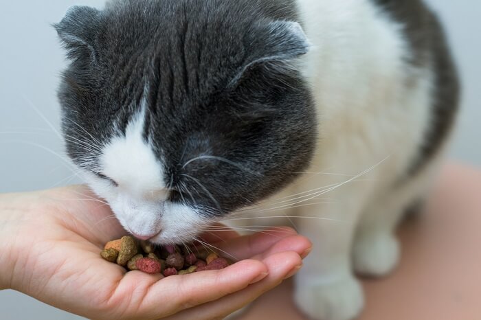 Tratamento de demência felina