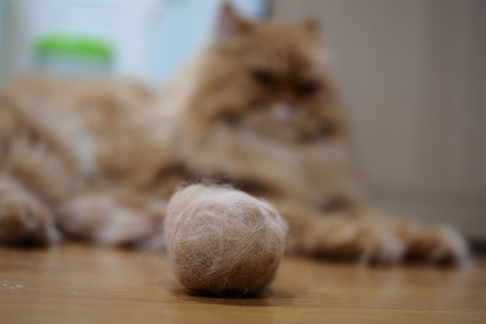 Gato sentado perto de uma bola de pelo