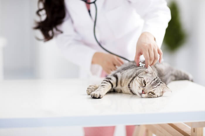 Um veterinário está examinando um gato com um estetoscópio.