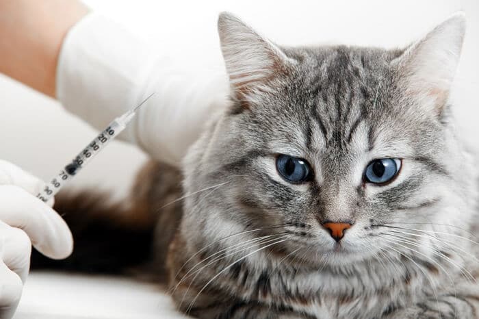 Gato recebendo injeção de um veterinário, destacando o papel das intervenções médicas na manutenção da saúde felina e a experiência dos profissionais veterinários na administração dos tratamentos necessários.