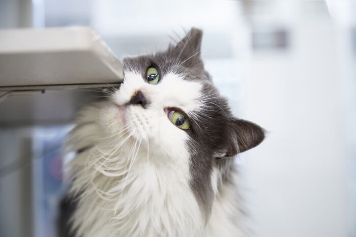 Gato esfregando a bochecha em um objeto