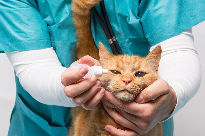 Tratamento de olhos lacrimejantes de gatos