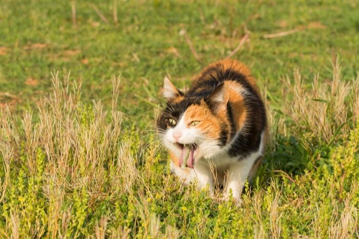 Imagem ilustrando um gato vomitando, exibindo uma resposta natural do corpo para expelir substâncias indesejadas ou devido a diversos problemas de saúde.