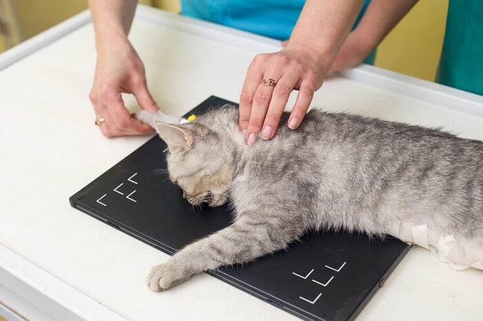 gato sendo examinado por um veterinário