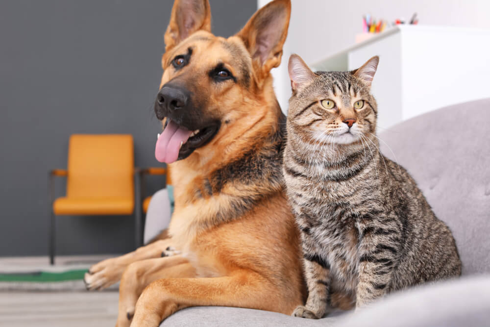 Um cão e um gato juntos, destacando a interação entre duas espécies animais diferentes.