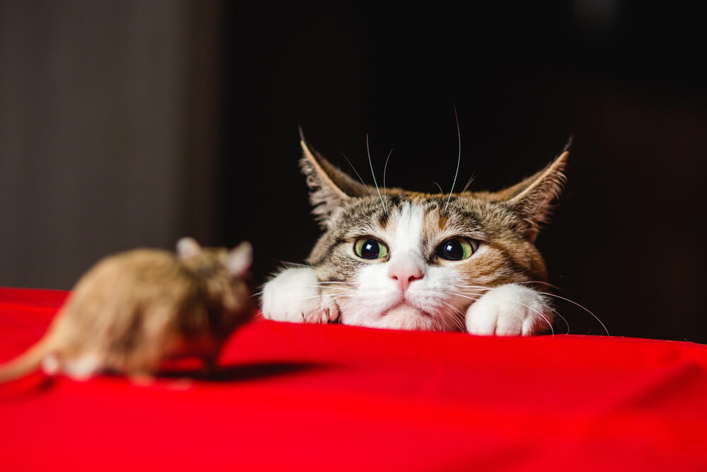 gatos não param de querer caçar depois de comer