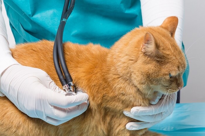 Característica do câncer de pulmão em gatos