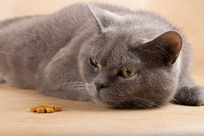 Um gato cinza está deitado ao lado de um pouco de comida.