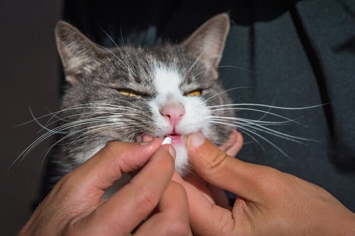 Representação visual de medicação oral para gatos, ressaltando a necessidade de seguir as instruções veterinárias para garantir uma administração segura e eficaz para o bem-estar dos companheiros felinos.