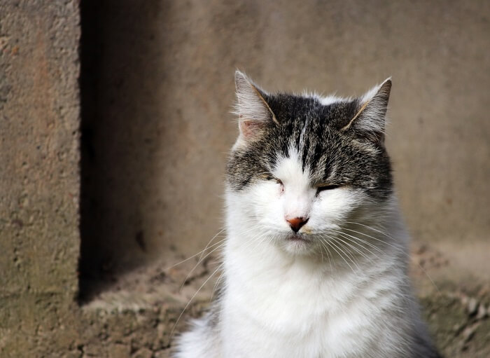 A imagem fornecida parece mostrar um gato com olho rosa, também conhecido como conjuntivite.