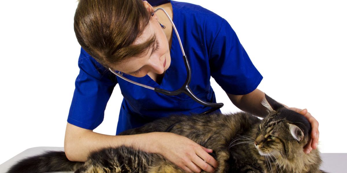 Uma imagem retratando um gato durante uma visita ao veterinário