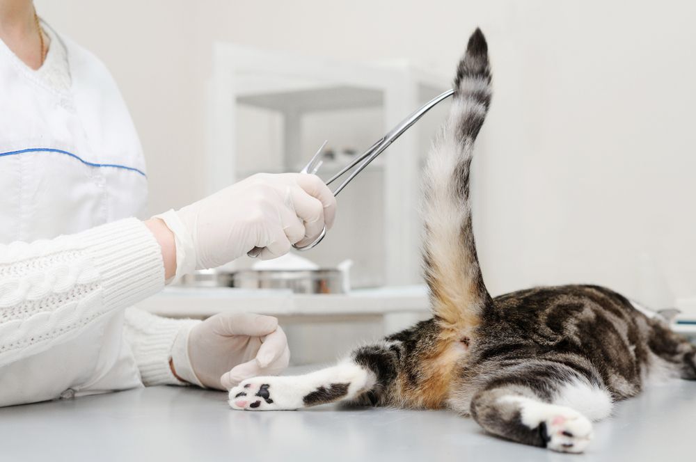 Um veterinário examinando um gato, como parte de um exame veterinário de rotina.