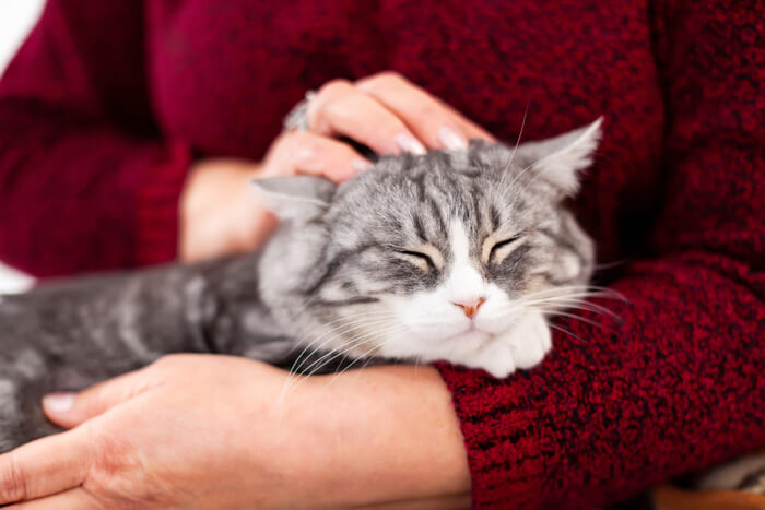 Gato de apoio emocional