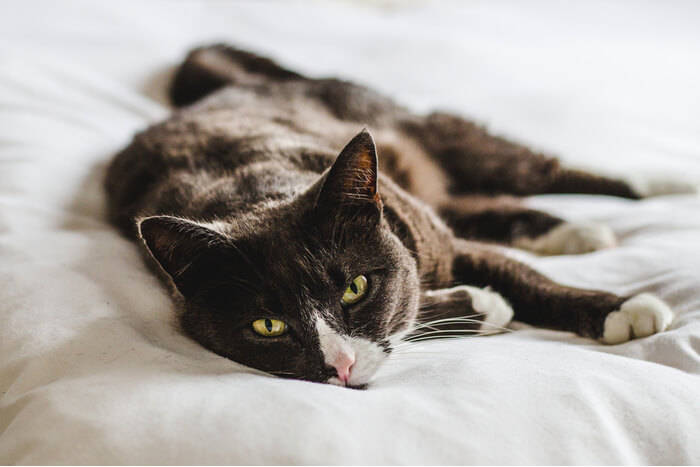 Uma imagem em destaque relacionada ao câncer em gatos, enfatizando o tema da saúde felina e da conscientização sobre o câncer.