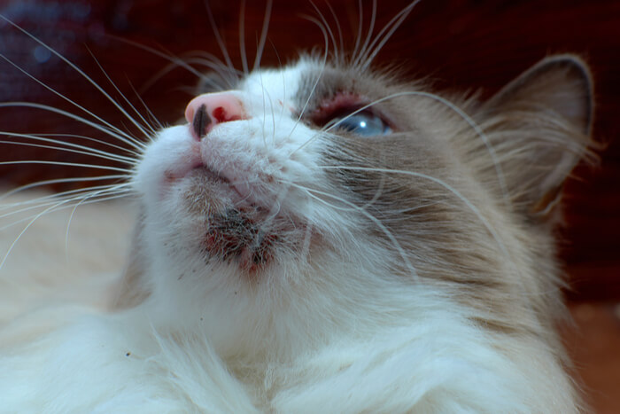 Uma imagem de destaque relacionada à acne em gatos, destacando o tema problemas de pele felina e acne em gatos.