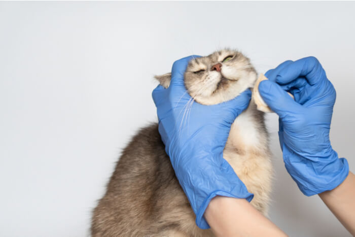 Imagem relacionada ao tratamento de acne em gatos, destacando soluções e cuidados para problemas de pele felina.