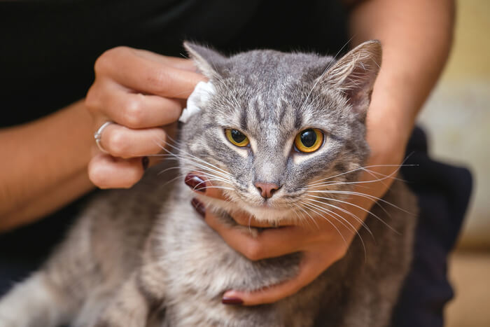 Tratamento de secreção no ouvido em gatos