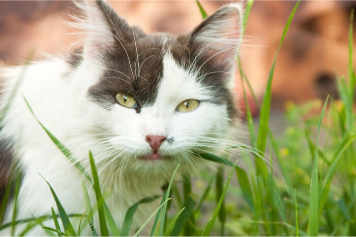 Um adorável gato cinza e branco sentado em uma cama de grama verde exuberante, olhando com curiosidade para a câmera.