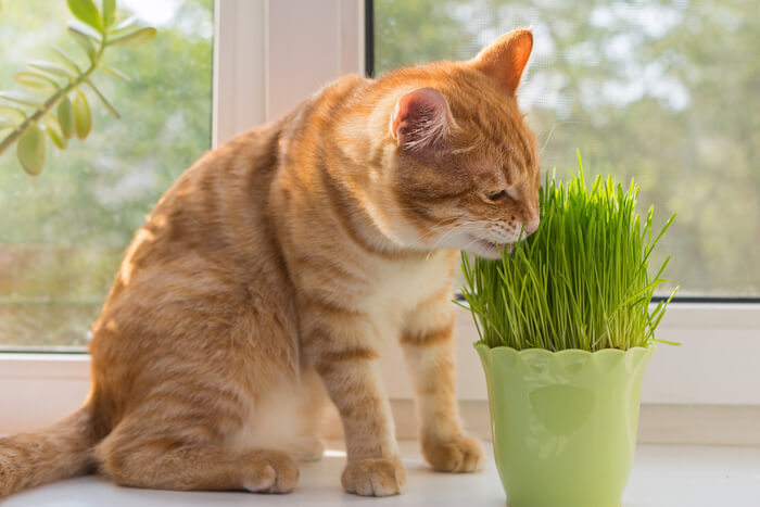 Um gatinho laranja brincalhão rolando e explorando alegremente em meio a uma densa cama de grama fresca para gatos, exibindo uma energia ilimitada.