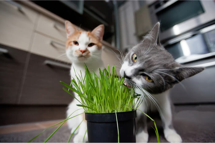 Gatos comendo grama