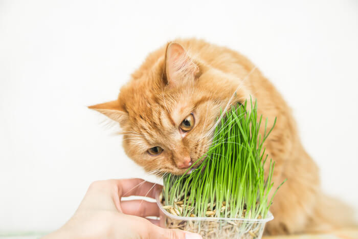 Gato comendo grama