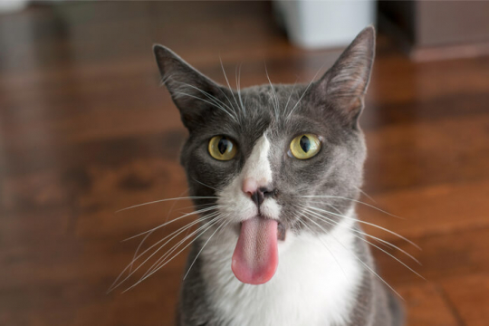 10 Curiosidades Sobre a Língua do seu Gato