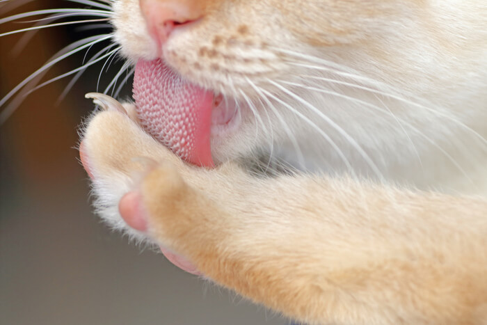 Close da língua de um gato enquanto ele se limpa, mostrando a superfície texturizada e o comportamento natural de higiene.