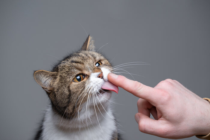 Foto macro da língua de um gato revelando detalhes intrincados de sua textura áspera e numerosas pequenas estruturas voltadas para trás, conhecidas como papilas.