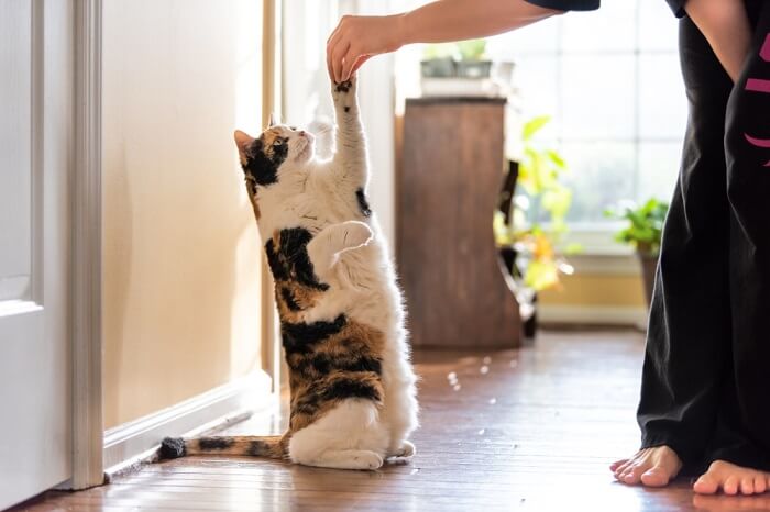 Imagem de um gato malhado realizando truques.