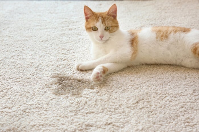 Fotografia aproximada de um gato descansando confortavelmente ao lado de um tapete molhado